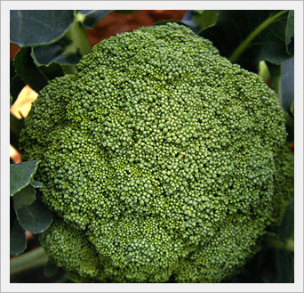 Broccoli Seeds -Purumi 60-